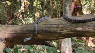 Rattling Truth The Eastern Diamondback Rattlesnake [upl. by Jerrine]