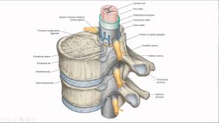 skelet deel 5 wervelkolom en thorax [upl. by Mcmahon]