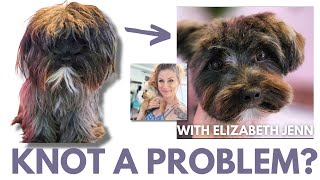 HOW to MATTED dog at home Morkie detangling and grooming success [upl. by Pollak]