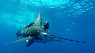 SPEARFISHING MARLIN East Coast Australia [upl. by Bausch]