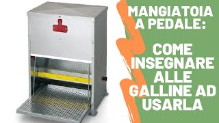 Mangiatoia a Pedale  Ecco come insegnare alle galline ad usarla [upl. by Imray]