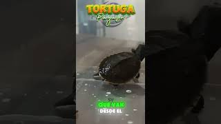 Los colores vibrantes de la tortuga payaso wildlife vidasalvaje pets mascotas animals TURTLE [upl. by Fleisher590]