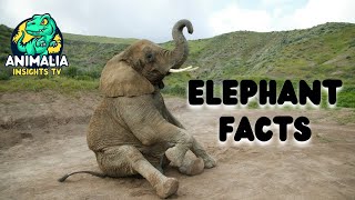 Elephants A Powerful Force for Good  Facts About Elephant [upl. by Anuahsed]