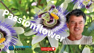 Passionflower for sleep anxiety GABA and ADHD [upl. by Yllak999]