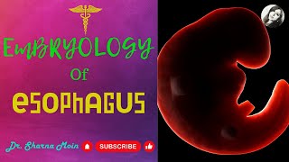 Development of Oesophagus Learn Easy [upl. by Nuahsar338]