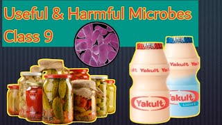 Useful amp Harmful Microbes Part 1  Lactobacilli  Characteristics amp Uses Formation of Yoghurt [upl. by Garreth]