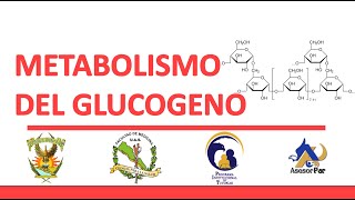 BIOQUIMICA  Asesoria METABOLISMO DEL GLUCOGENO Glucogenesis y glucogenolisis [upl. by Roger]