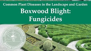 Boxwood Blight Fungicides [upl. by Skier386]