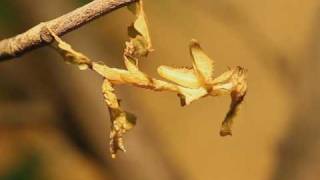 Ghost Mantis Phyllocrania paradoxa Male amp Female CloseUp [upl. by Esilanna36]