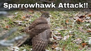 Sparrowhawk catches Bank Vole [upl. by Dale]