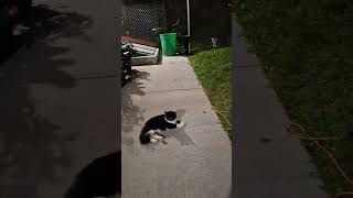 Midnight at Mrs Sanfords Garage cat communitycats fury [upl. by Dnalrag762]