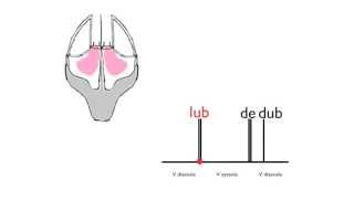 The third heart sound [upl. by Leilamag]