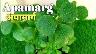 How to care and Benefits of Apamarg Medicnal Plant  Apamarg ke fayede अपामार्ग औषधीय प्लांट [upl. by Gussman]