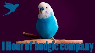 1 Hour VIDEO of budgie company [upl. by Maynard263]