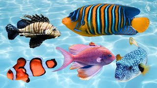 10 Most Beautiful Types of Ornamental Fish in the World  Part 1 [upl. by Ahsinelg579]