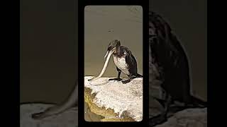 trending viralvideo Phalacrocorax lucidus birds eating snake viralvideo shorts [upl. by Lyssa]