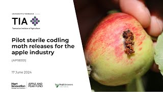 Sterile Codling Moths for Australian Apples webinar 2024 [upl. by Peterson351]