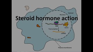 Steroid hormone action [upl. by Eeryn941]