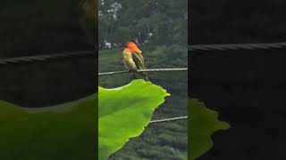 Chestnutheaded beeeater bird shortsfeed wildbirds youtube rohini followme hightlight [upl. by Maitilde]