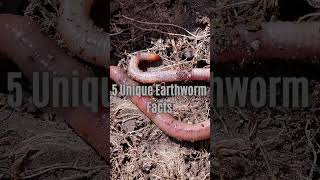 5 Unique Earthworm Facts [upl. by Nyraf]