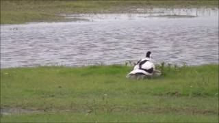 Pied Avocet Recurvirostra avosetta with chicks [upl. by Aiouqes]