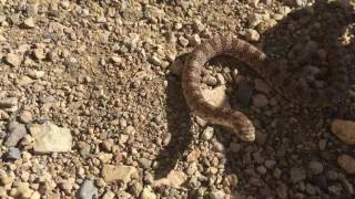 Chihuahuan Hooknosed Snake Gyalopion canum [upl. by Ailehs]