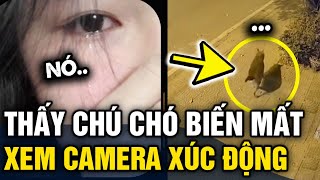 Sáng dậy phát hiện CHÚ CHÓ MẤT TÍCH chủ xem camera thấy CẢNH TƯỢNG ĐAU LÒNG  Tin 3 Phút [upl. by Apthorp]