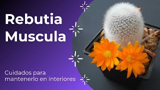 Rebutia Muscula  Cuidado en interiores [upl. by Israeli]