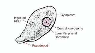 Identifiying characteristics of Entamoeba histolytica and Plasmodium [upl. by Leisha]