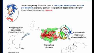 Chemical proteomics a powerful tool for exploring protein lipidation by Edward Tate [upl. by Faxon]