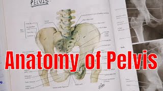 Anatomy of Pelvis  pelvis region  anatomy of pelvis in UrduHindi  2020 [upl. by Pia]