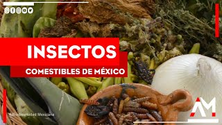 Comida exótica mexicana Insectos comestibles en México [upl. by Nilyak]