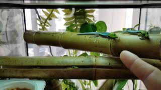 Phelsuma Klemmeri or Neon Day Geckos [upl. by Massarelli]