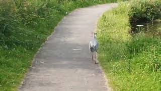 Hector the hawkish heron [upl. by Ogirdor347]