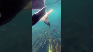 Moment privilégié avec les phoques d’Aber Wrac’h fishing chassesousmarine spearfishing fish [upl. by Lindberg]