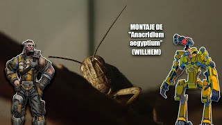 Taxidermia de entomología 6  Montaje de mascota quotAnacridium aegyptiumquot [upl. by Etnauq]