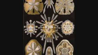 Ernst August Haeckel Art Forms in Nature [upl. by Wales775]