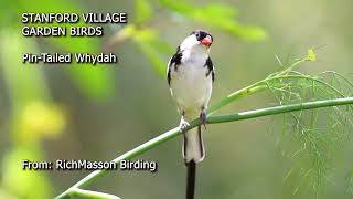 Stanford Village Birds Pintailed Whydah [upl. by Piper202]