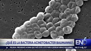 ACINETOBACTER [upl. by Esimorp]