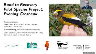 Evening Grosbeak Working Group Lightning Talk [upl. by Iaras]