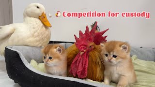 Ducks and roosters compete for custody of kittensMother cats reaction is so funny and cute [upl. by Yenattirb]