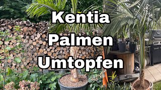 XXL Kentia Palmen Umtopfen [upl. by Ahseit]