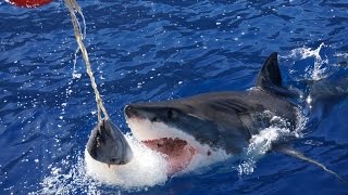 Great White Sharks Cage Diving at Guadalupe Island  Mexico [upl. by Coridon]