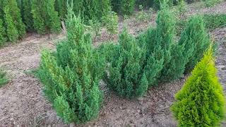 Ялівець китайський Стрікта juniperus chinensis Stricta [upl. by Nosredna760]