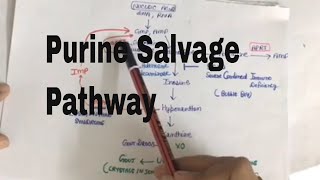 Purine Salvage Pathway and medical conditions associated with it [upl. by Henni882]