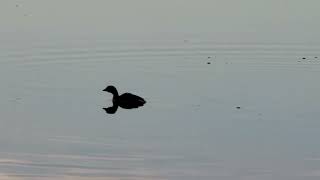 Pied Billed Grebe on Lake Monona 11824 [upl. by Chrissa439]