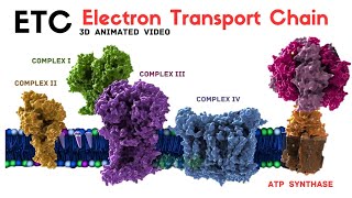 Electron transport chain ETC  Animated Video [upl. by Warila]