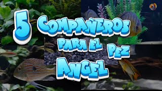 🐟 TOP 5LOS 5 MEJORES COMPAÑEROS de ACUARIO para el PEZ ANGEL 🐠🌿 peces acuarios escalares [upl. by Arolf]