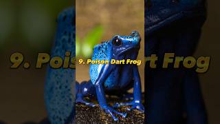 Top 10 Most Poisonous Animals In The World  Venomous Animals [upl. by Linneman]