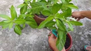 How to plant Gynura Procumbens Longevity Spinach from cuttings  Gynura Procumbens in pots [upl. by Melisandra]